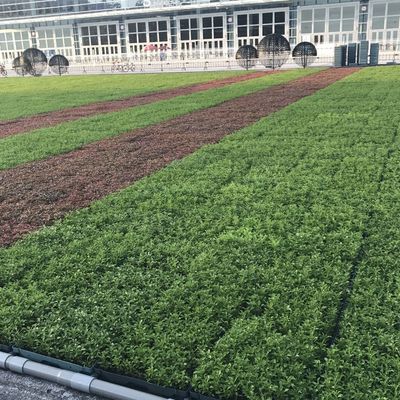I moderni vassoi per il tetto verde: la soluzione definitiva per piantare fiori e verdure