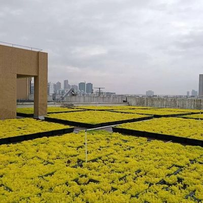 I moderni vassoi per il tetto verde: la soluzione definitiva per piantare fiori e verdure