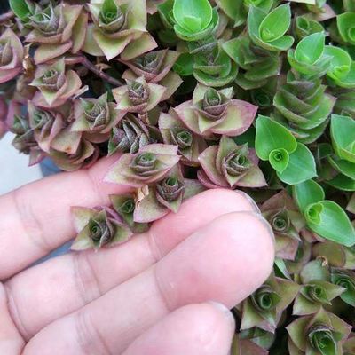 Piantatore di vasi da giardino quadrati di plastica con materiale HDPE e finitura non rivestita