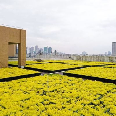Piantino da giardino in vassoio di plastica per l'uso in giardino Terrazzo tetto piantare in alto reso semplice