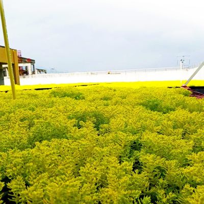 Piantino da giardino in vassoio di plastica per l'uso in giardino Terrazzo tetto piantare in alto reso semplice