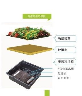 Sedum di forma quadrata Green Roof Tray per piantatore di giardino di plastica grande e pianta verde