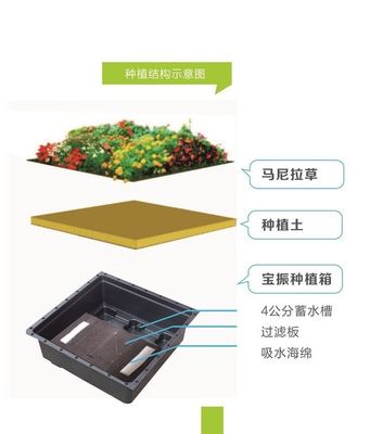 Sedum di forma quadrata Green Roof Tray per piantatore di giardino di plastica grande e pianta verde