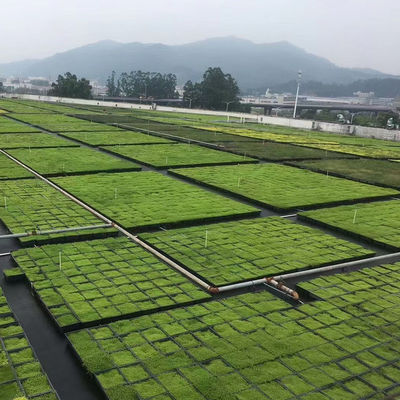 Moduli di tetto verde a forma quadrata PP Materiale plastico Giardino Piantagione facile da installare