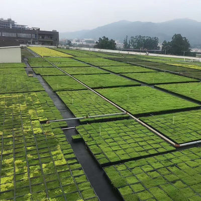 Moduli di tetto verde a forma quadrata PP Materiale plastico Giardino Piantagione facile da installare