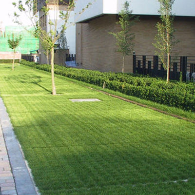 Griglie di pavimentazione permeabile in HDPE verde per l'installazione facile sul vialetto del parcheggio